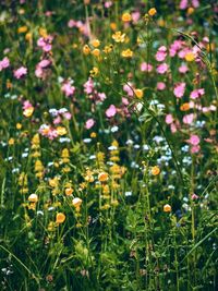 Yellow and pink flowering plants in field