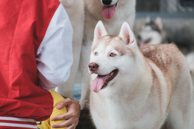 Close-up of dog sticking out tongue