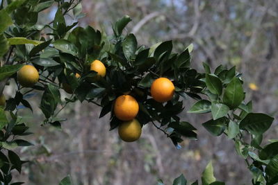 Close-up of fruits on tree