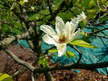 Close-up of white flowering plant