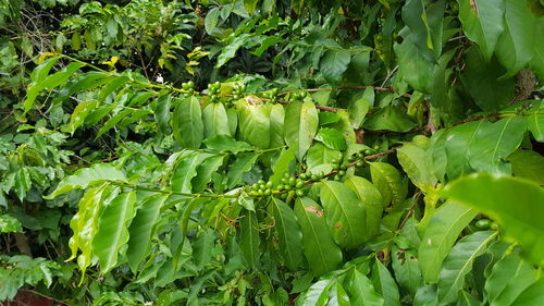 Full frame shot of fresh green leaves