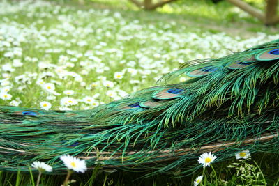 Cropped image of peacock on flowering field