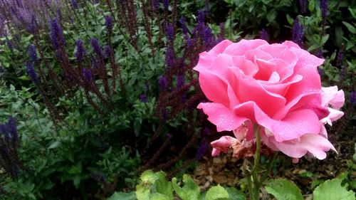 Close-up of pink flowers