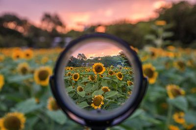 Close-up of yellow flowering plants on field during sunset