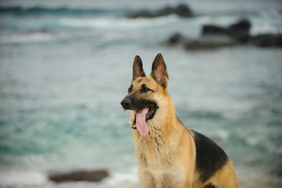 German shepherd sticking out tongue while looking away against sea