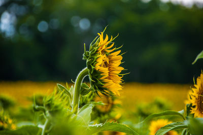 Close-up of yellow flower growing in field