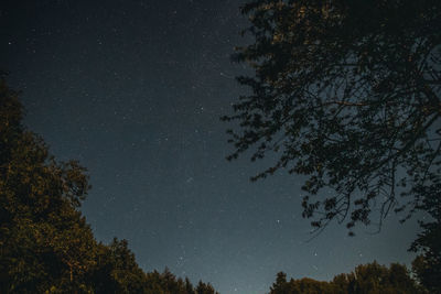 Low angle view of trees against sky at night