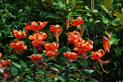 Close-up of orange flowers blooming outdoors