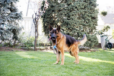 View of a dog in the yard