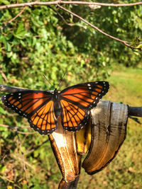 Close-up of butterfly on flower