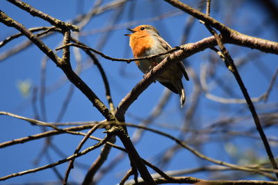 Low angle view of bird perching on branch