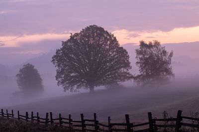 Silhouette trees on field against sky during sunset