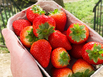 Close-up of hand holding strawberries