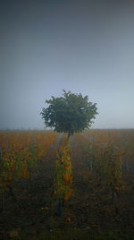 Tree on field against clear sky