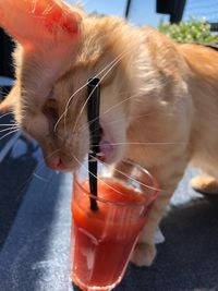 Close-up of cat biting straw in drink