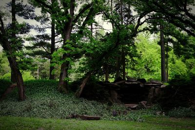 Trees on grassy field