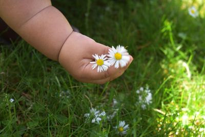 Close-up of white daisy flower on field