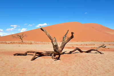 Tree in the namib desert