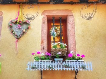 Potted plants in pot