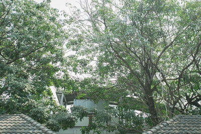Low angle view of trees against sky