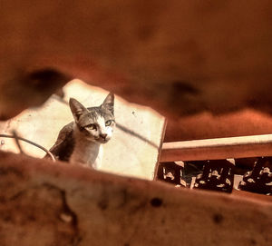 Close-up of cat