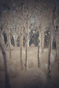 Frozen trees during winter