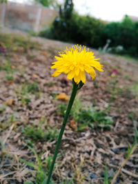 Close-up of yellow crocus blooming on field