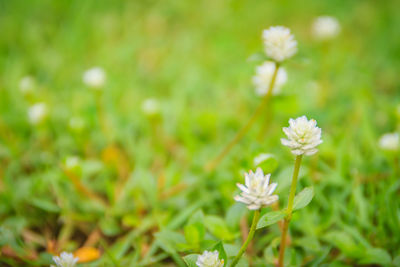 Close-up of white flowering plants on field