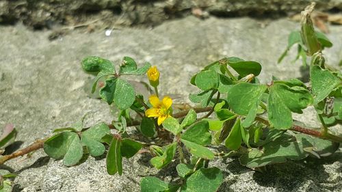 Close-up of plant growing outdoors