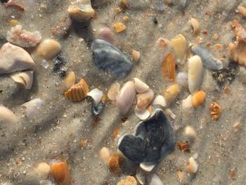 High angle view of crab on sea shore