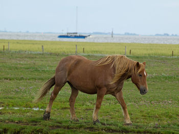 Juist island in the north sea