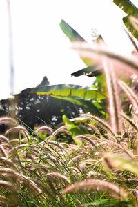 Close-up of grass on field against sky