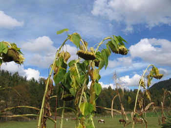 Wilted sunflower plants on grassy field against cloudy sky