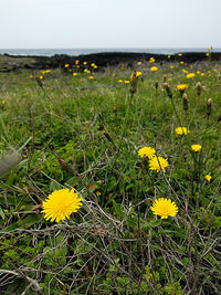 Close-up of yellow crocus blooming on field