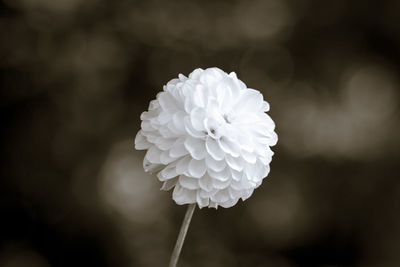 Close-up of white flower