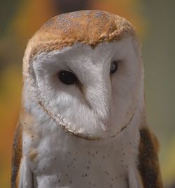 Close-up of owl