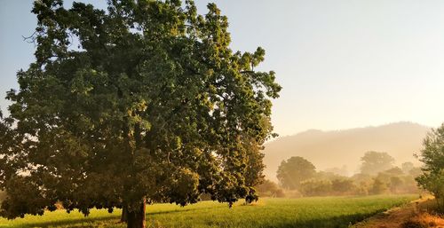 Trees on field against sky