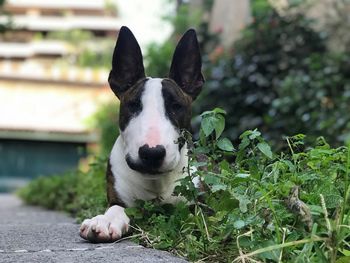 Close-up portrait of dog