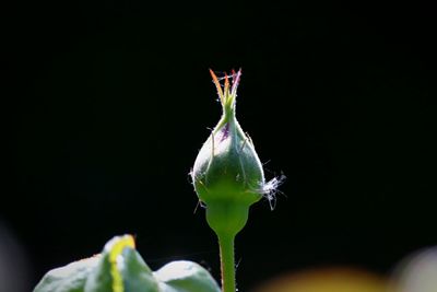 Close-up of flower bud against black background