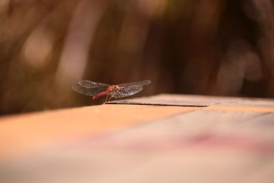 Close-up of dragonfly on leaf