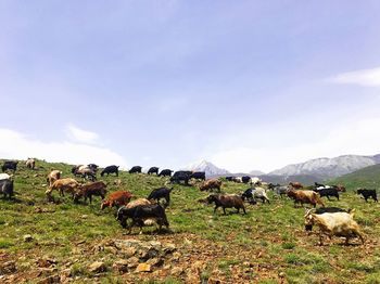 Cows grazing on field against sky