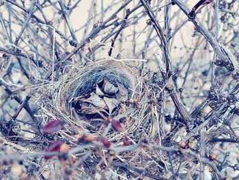 Close-up of bird nest on snow covered land