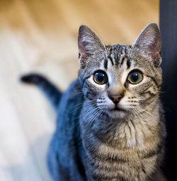 Close-up portrait of tabby cat