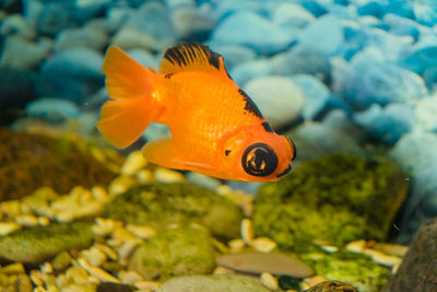 Close-up of fish swimming in sea