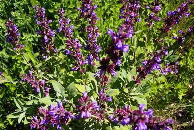 Purple flowering plants in garden