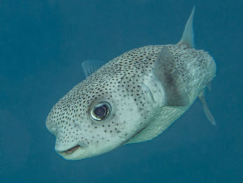 animal