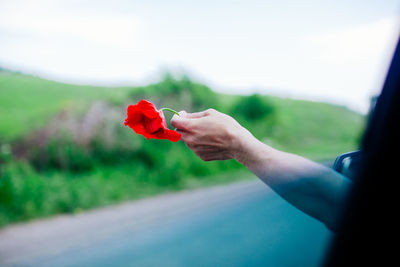 Close-up of hand holding red poppy in field