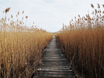 Boardwalk amidst plants on field against sky