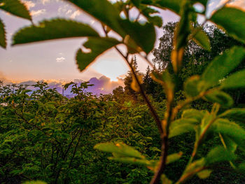 Close-up of plants against sky