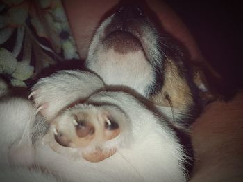 Close-up of dog sleeping